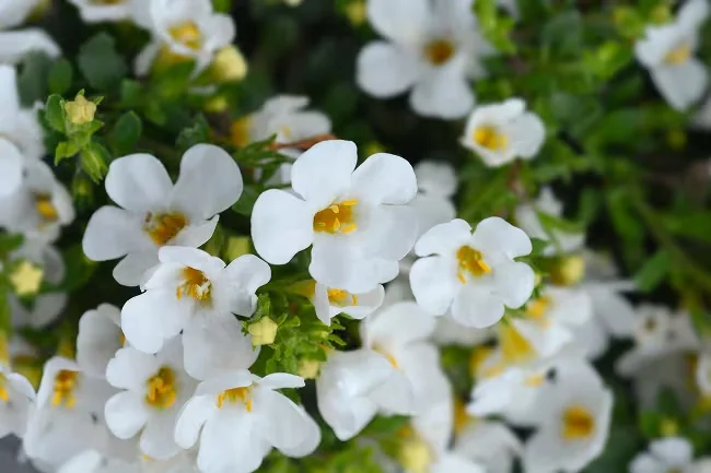 Bacopa Monnieri for brain performance support