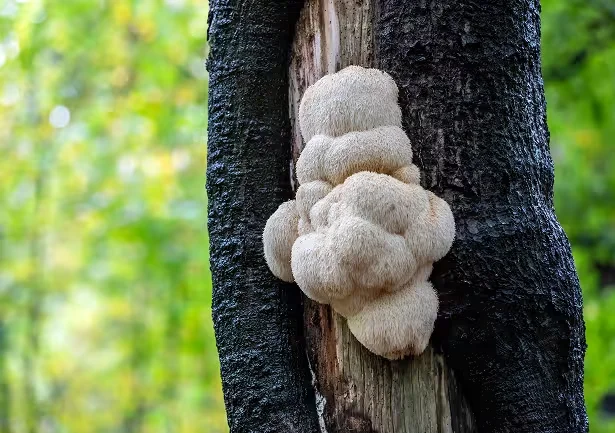 Lions Mane Mushroom for brain performance support